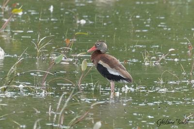 Dendrocygne à ventre noir (Black-bellied Whistling-Duck)