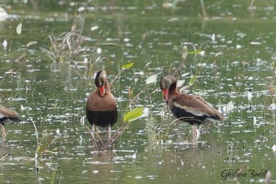 Dendrocygne à ventre noir (Black-bellied Whistling-Duck)