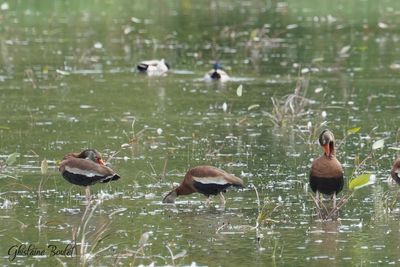 Dendrocygne à ventre noir (Black-bellied Whistling-Duck)