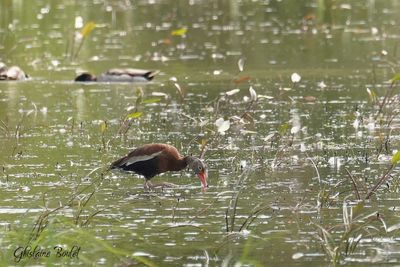 Dendrocygne à ventre noir (Black-bellied Whistling-Duck)
