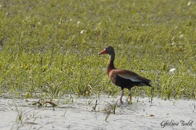 Dendrocygne à ventre noir (Black-bellied Whistling-Duck)