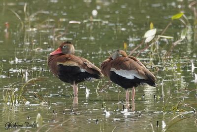Dendrocygne à ventre noir (Black-bellied Whistling-Duck)