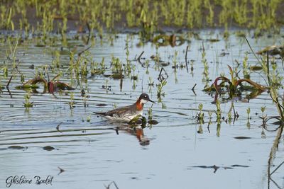 Phalarope à bec étroit (Red-necked Phalarope)