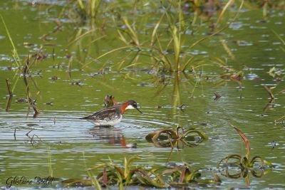 Phalarope à bec étroit (Red-necked Phalarope)