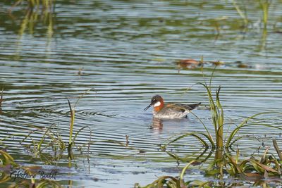 Phalarope à bec étroit (Red-necked Phalarope)