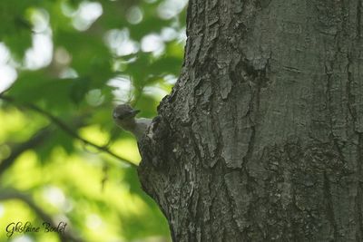 Pic  ventre roux (Red-bellied Woodpecker)