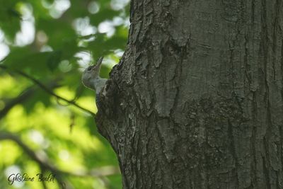 Pic  ventre roux (Red-bellied Woodpecker)