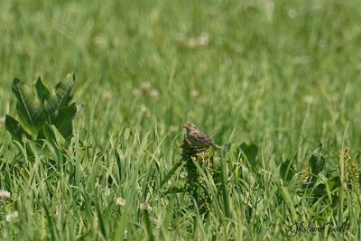 Bruant sauterelle (Grasshopper Sparrow)