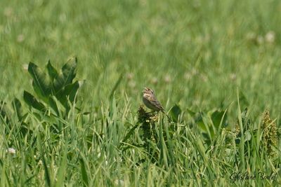 Bruant sauterelle (Grasshopper Sparrow)