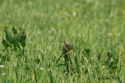 Bruant sauterelle (Grasshopper Sparrow)