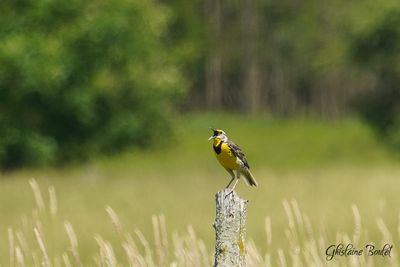 Sturnelle des prs (Eastern Meadowlark)