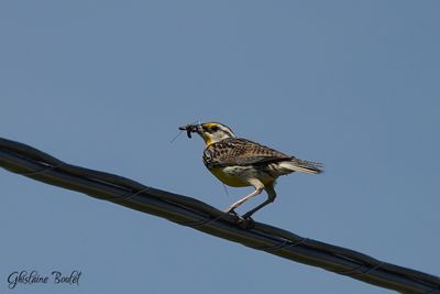 Sturnelle des prs (Eastern Meadowlark)