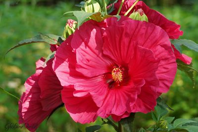 Hibiscus
