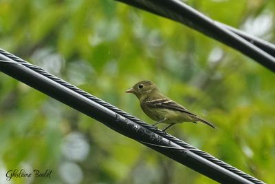 Moucherolle  ventre jaune (Yellow-bellied Flycatcher)
