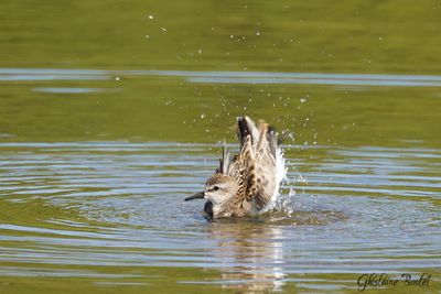 Bcasseau semipalm (Semipalmated Sandpiper)