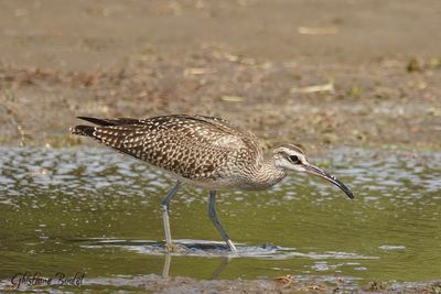 Courlis corlieu (Whimbrel)