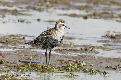 Pluvier bronz (Lesser Golden-Plover)