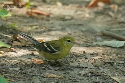 Paruline  poitrine baie (Bay-breasted Warbler) 