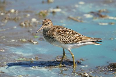 Bcasseau  poitrine cendre (Pectoral Sandpiper)