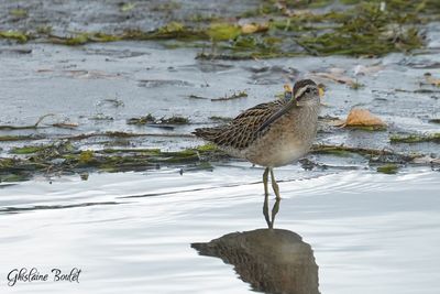 Bcassin roux (Short-billed Dowitcher)