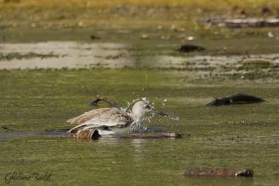 Chevalier semipalm (Willet)