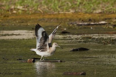 Chevalier semipalm (Willet)