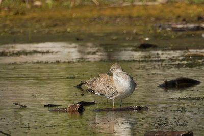 Chevalier semipalm (Willet)