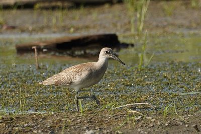 Chevalier semipalm (Willet)