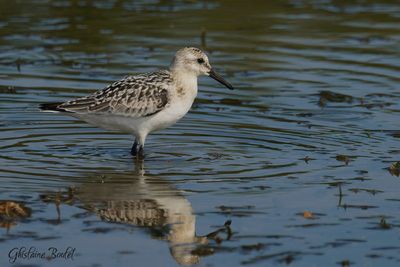 Bcasseau sanderling (Sanderling)