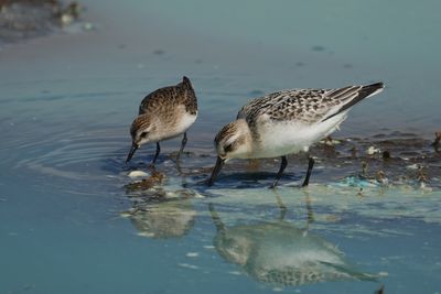 Bcasseau sanderling (Sanderling) et Bcasseau semipalm (Semipalmated Sandpiper)