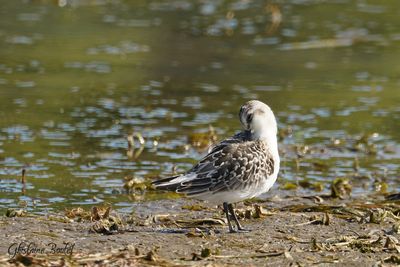 Bcasseau sanderling (Sanderling)