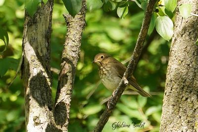 Grive  dos olive (Swainson's Thrush)