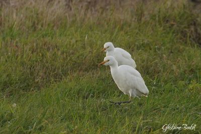 Hron garde-boeuf (Cattle Egret)
