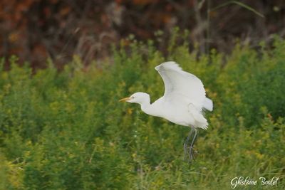 Hron garde-boeuf (Cattle Egret)