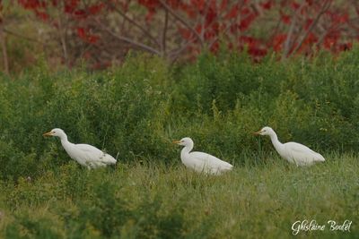 Hron garde-boeuf (Cattle Egret)
