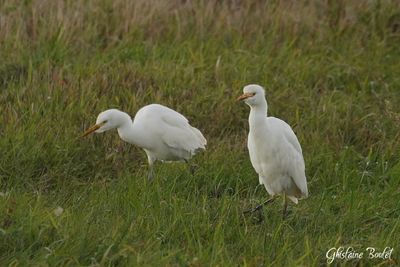 Nouveauts - News 2025