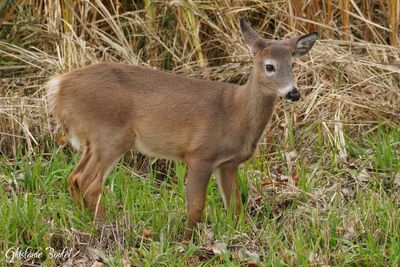 Nouveauts - News 2025