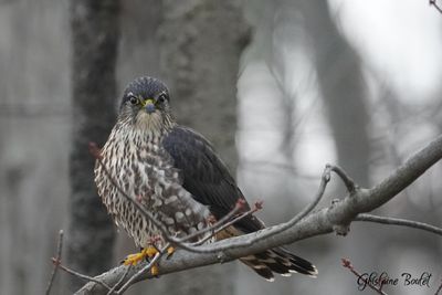 Faucon �merillon (Merlin)