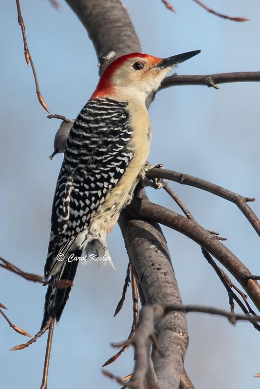 Male Red Belly Woodpecker in Beech 