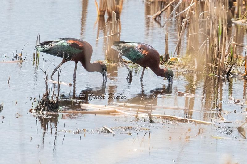 Glossy Ibis Pair