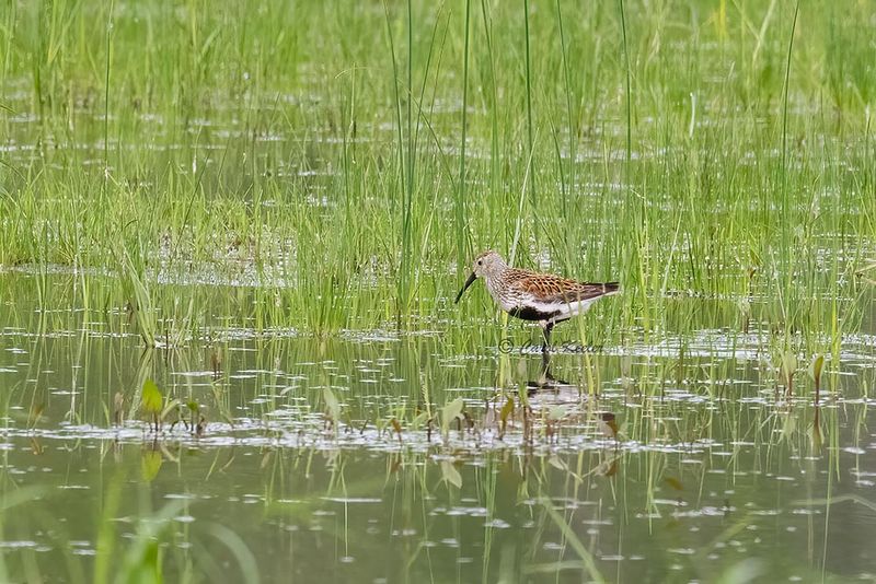 Dunlin 