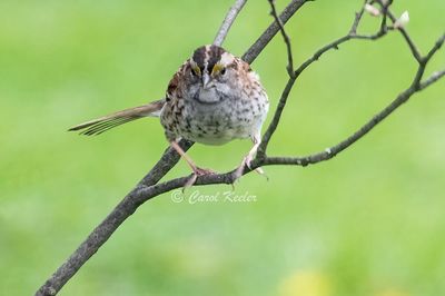 Bow Legged White Throated Sparrow