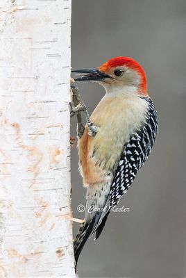 Male Red Belly Woodpecker