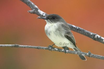 Eastern Phoebe 