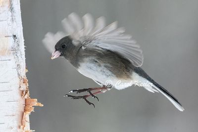 Hovering Junco 