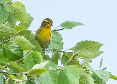 Mystery Warbler