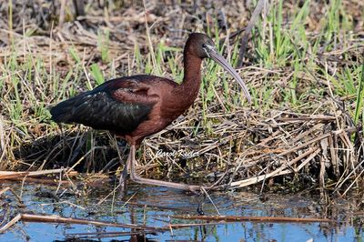 Glossy Ibis on the March 