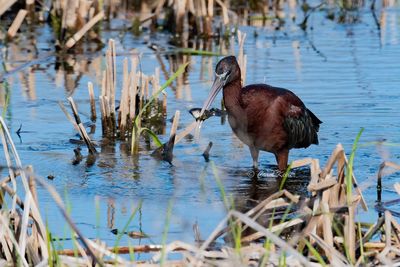 Glossy Ibis with a Bullfrog Tadpole