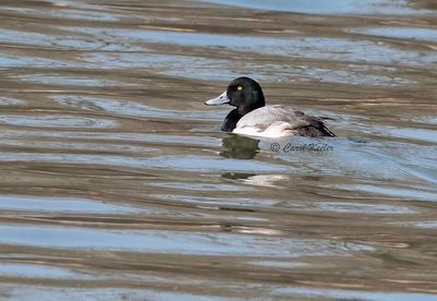 Greater Scaup .