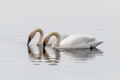 Trumpeter Swan Pair 